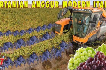 Begini proses pertanian Anggur Modern di Italia untuk produksi Wine