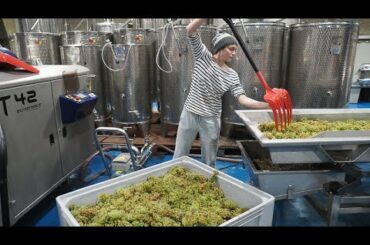 Vintage at Tillingham, a natural wine producer in Sussex, England