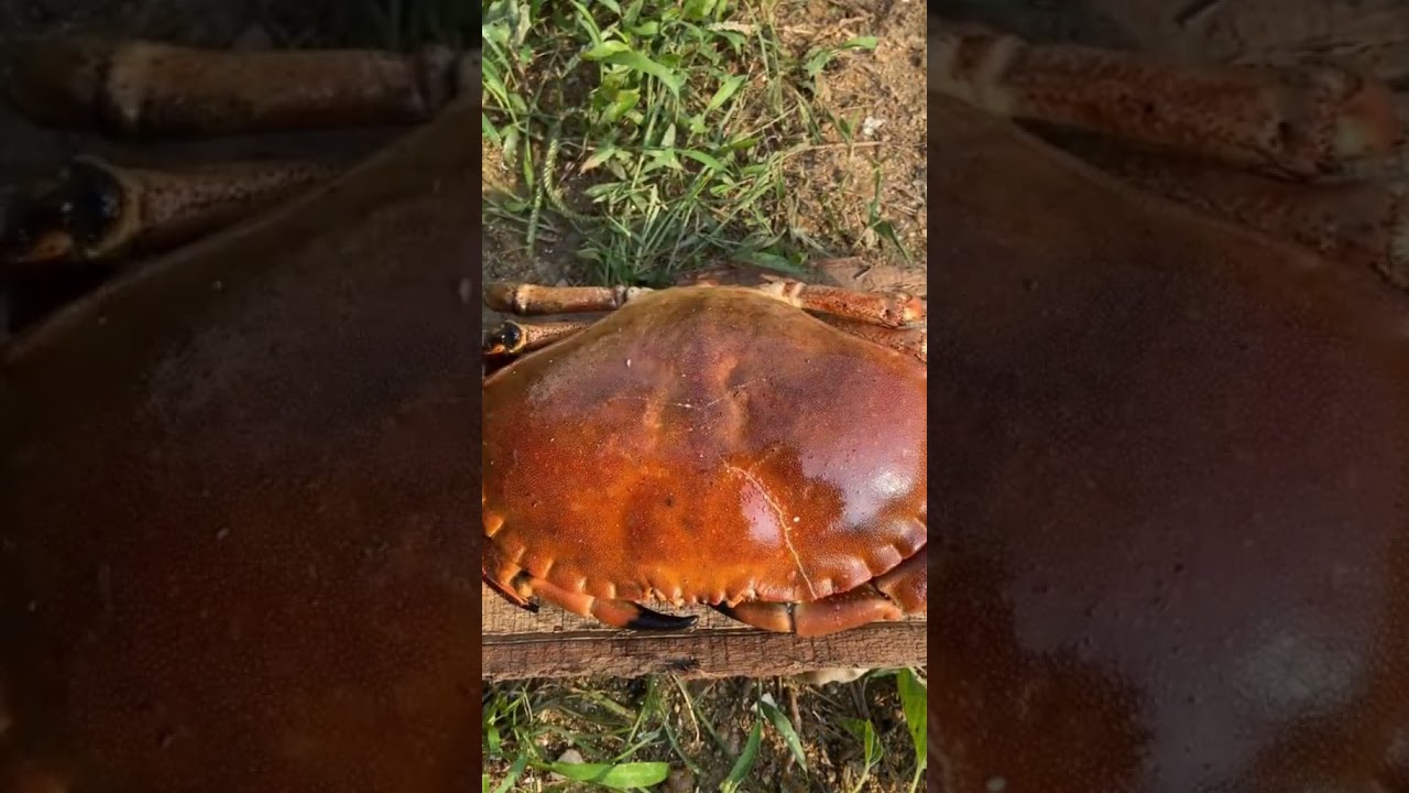 Cooking Food , Cook Expert Tasty #short EP 20 Cooking Food , Cook Expert Tasty #short EP 20