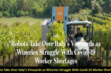 Robots Take Over Italy’s Vineyards as Wineries Struggle With Covid-19 Worker Shortages l