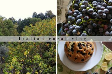 First leaves turning yellow while harvesting grape |Italian rural vlog | Silent vlog | Slow living