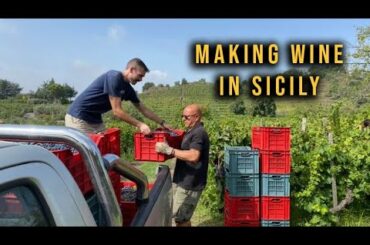 How Is Wine Made - The Harvest