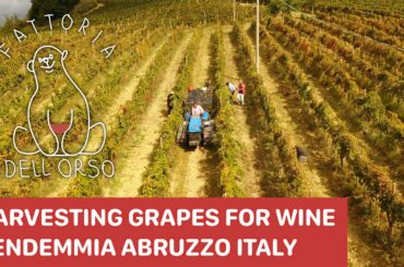 Fattoria Dell'Orso vendemmia in italy abruzzo harvesting grapes for wine