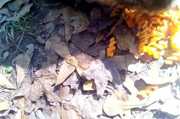 dropped my lunch, tiny cat eats Italian food.