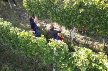 Cantina Valle Isarco from Alto Adige, Italy