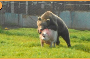 15 Unbelievable Bear Attacks And Interactions Caught On Camera