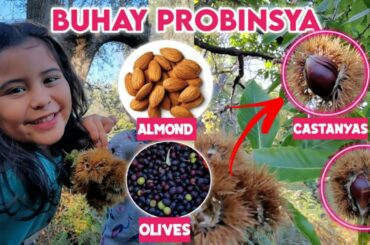PICKING CASTANYAS, OLIVES & ALMOND | SAYANG HINARVEST NG IBA | LIFE IN ITALY