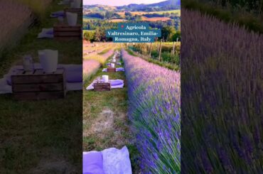 The Most Beautiful Lavender Fields in Italy #shorts #lavender #italy