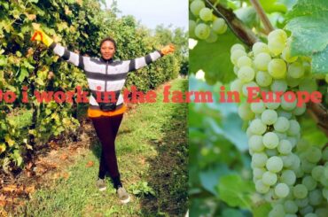 vlog. I left Africa to work in the farm in italy? How grapes are harvested for wine production.
