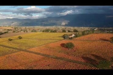 Italian vineyards bathe in autumn colors