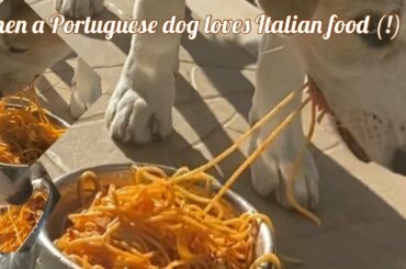 Portuguese dog loves Italian food