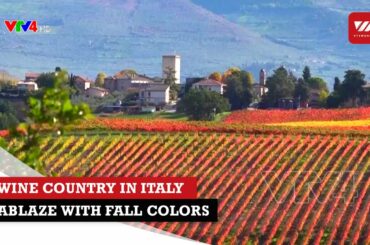 Wine country in Italy Ablaze with fall colors | VTV World