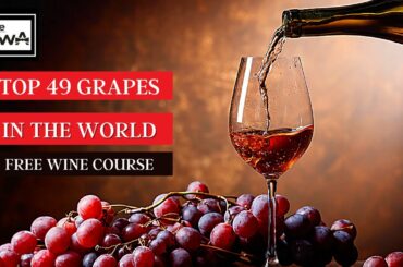 Top Wine Grapes in the World! Free Online Wine Course: Lesson 4.