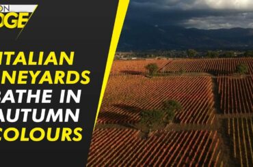 Umbrian vineyards bathed in autumn colours | WION Edge