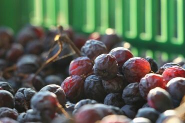 Essential wines from historic Veneto in Northern Italy