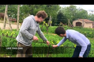 Uncork Italy 5: Sun, Frost and Solatione