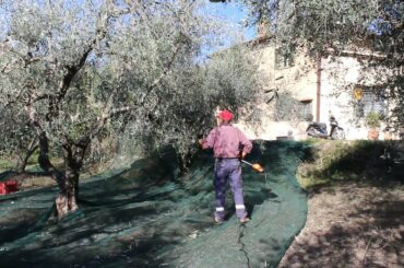 Olive picking 2021 Impruneta, Florence, Tuscany, Italy