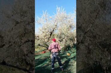 Olives picking in Italy
