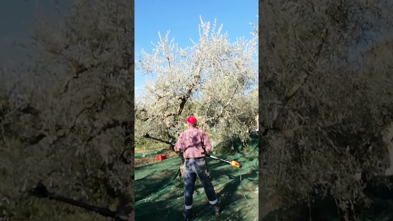 Olives picking in Italy Olives picking in Italy