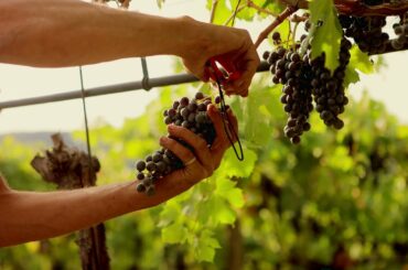 VALPOLICELLA HARVEST