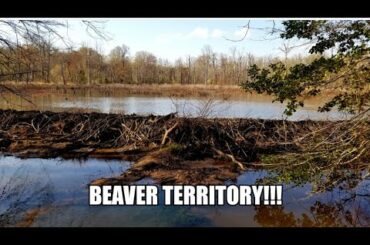 DOWNBEAT SOLO CAMPING: Night Hiking; Trespassing; Angry Beavers; Italian Wine