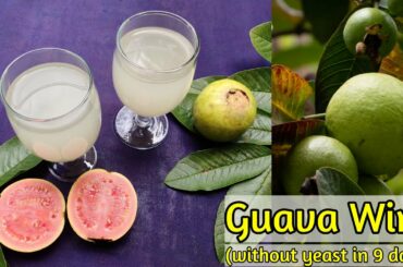 Guava wine in 9 days without using yeast | Guava wine at home | Coorg style wine recipe at home