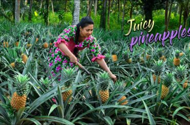 Golden Pineapples from my brother's pineapple field, time to make tasty Delicacies!| Traditional Me