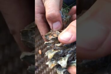 Chinese Cooking Modern-Cooking Food