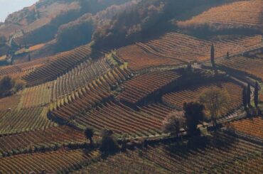 Wine special: South Tyrol