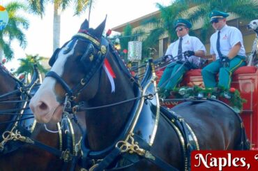 Walking Tour of Mercato in Naples, FL - the Budweiser Clydesdales visit!