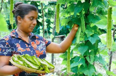 Rice made from winged beans harvested from my garden is our lunch today. .village kitchen recipe