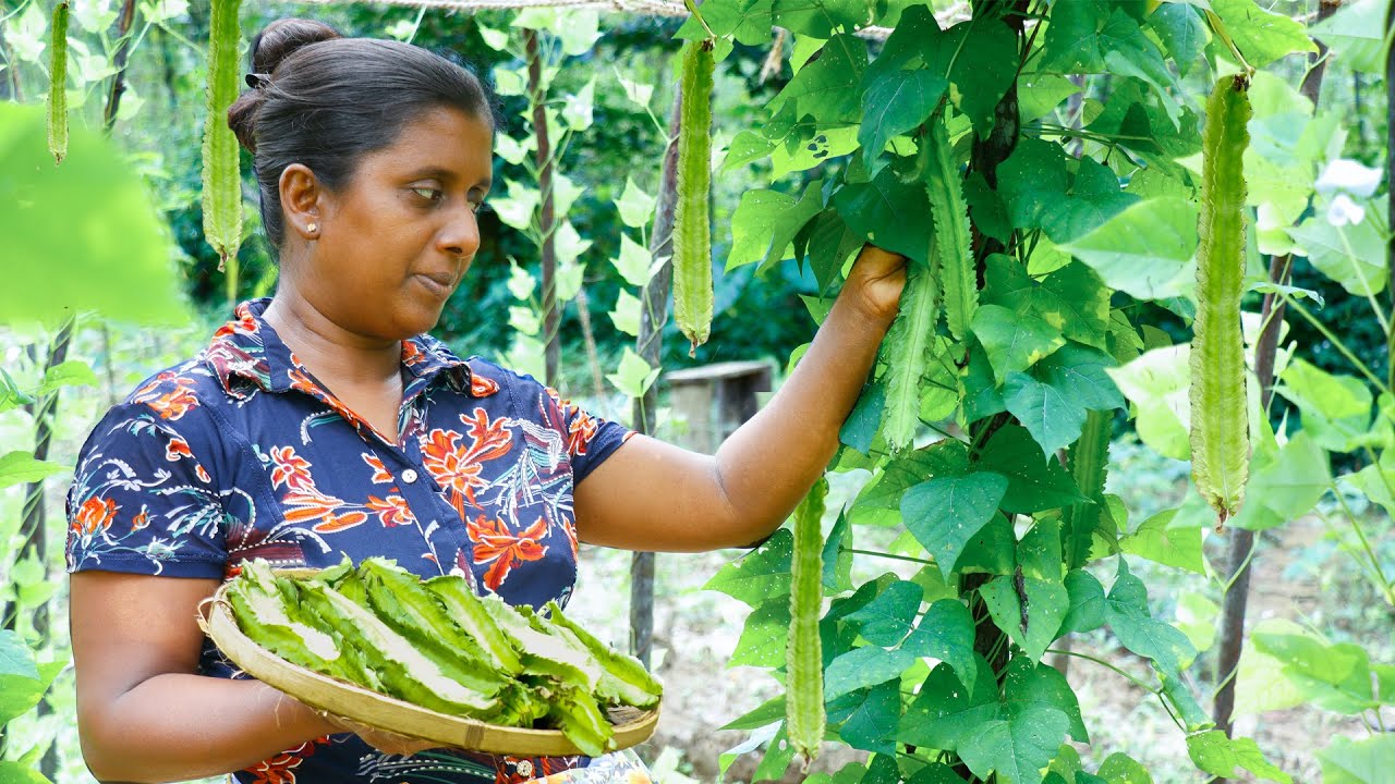 Rice made from winged beans harvested from my garden is our lunch today. .village kitchen recipe Rice made from winged beans harvested from my garden is our lunch today. .village kitchen recipe