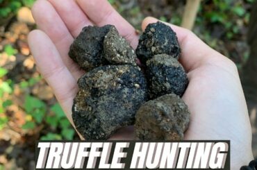 HUNTING AND COOKING the most expensive food in the world, TRUFFLES !!