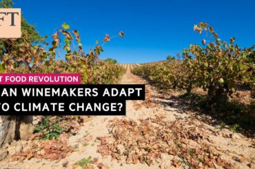 Can winemakers adapt to climate change? | FT Food Revolution