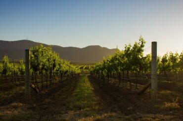 Dal Zotto family grew the first Australian prosecco