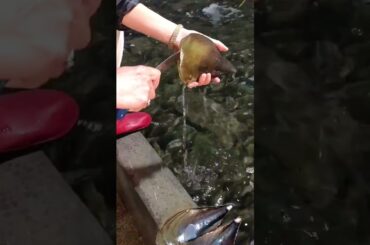 Delicious food#shorts