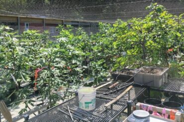 A Tribute to Mario DiNatale - The Old School Italian Fig Grower