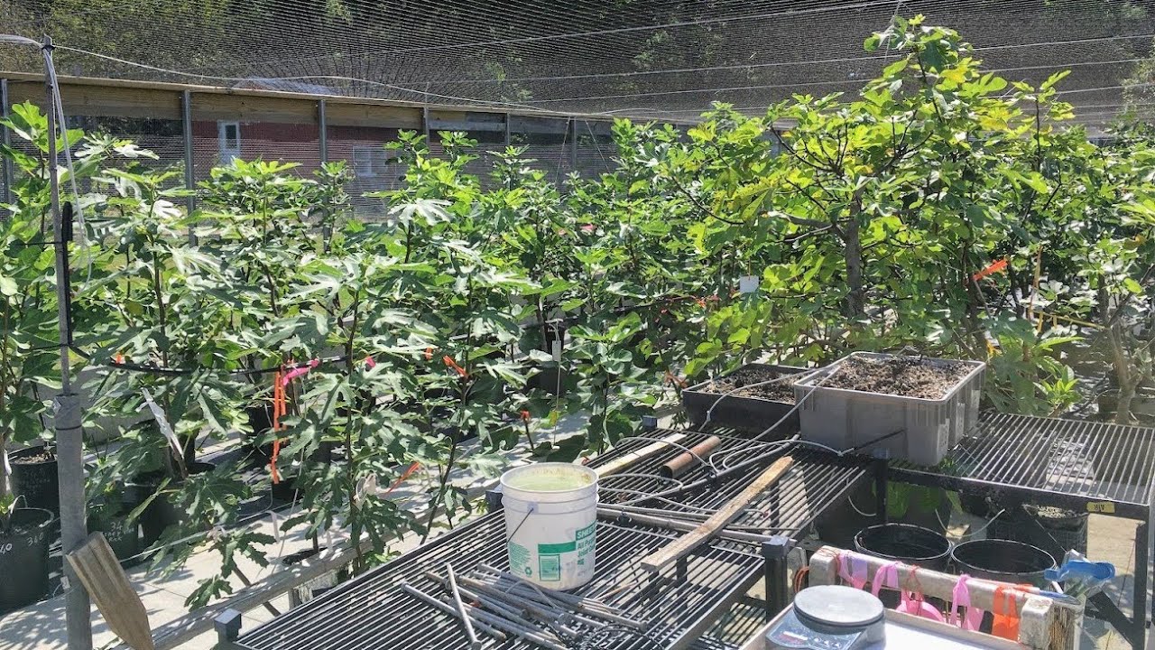 A Tribute to Mario DiNatale – The Old School Italian Fig Grower A Tribute to Mario DiNatale - The Old School Italian Fig Grower