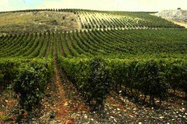 Planeta Winery - Italy - Sicily