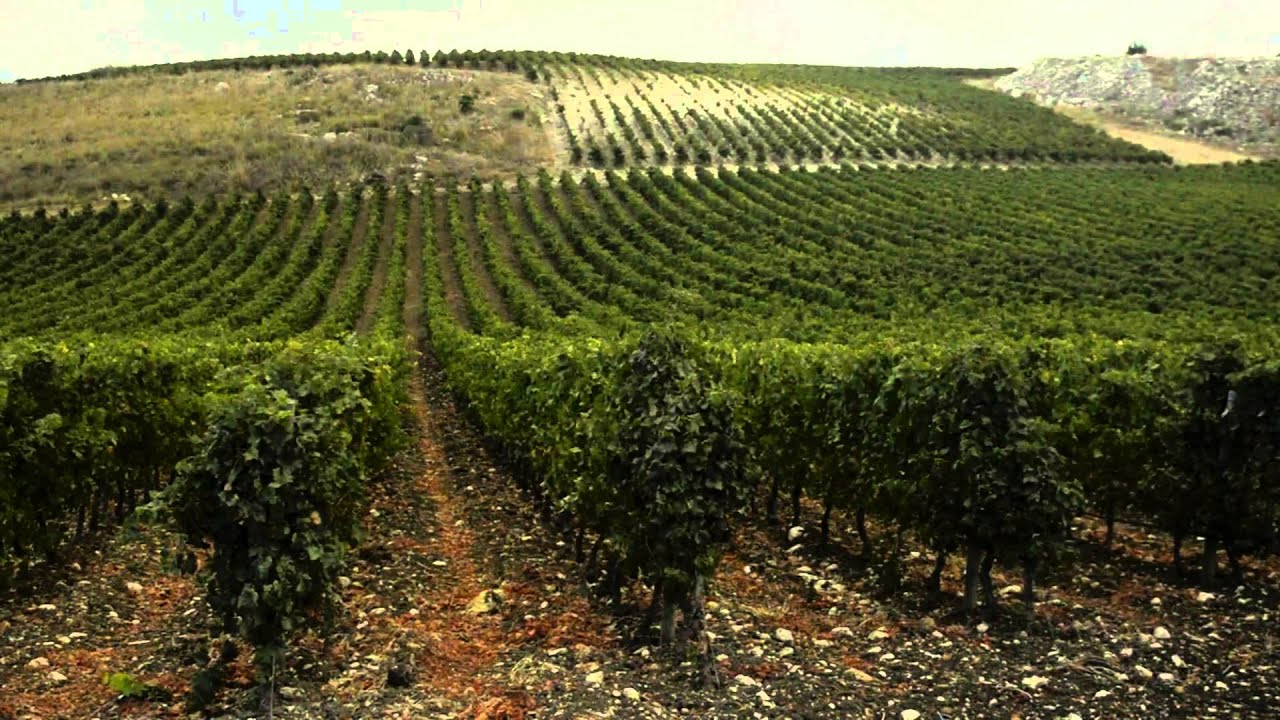 Planeta Winery – Italy – Sicily Planeta Winery - Italy - Sicily