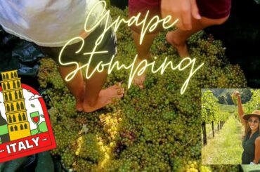 GRAPE STOMPING IN ITALY