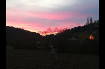 Grapes harvest & wine making in Austria