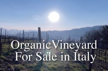 Vineyard For Sale in Italy.