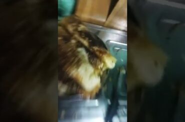 Italy dosa dosa recipe #dosarecipe  #youtubeshorts #shorts