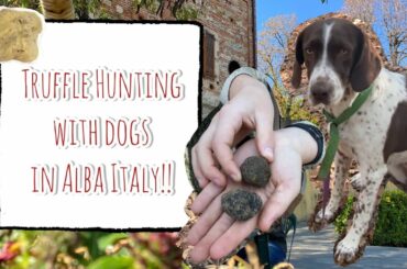 Truffle Hunting in Alba Italy With Dogs