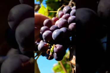 Harvesting Grapes From Backyard Garden