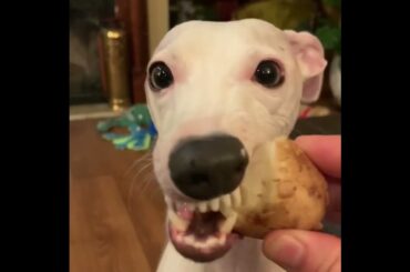 Cooking with Aster, famous potatoes. Italian greyhound, puppies