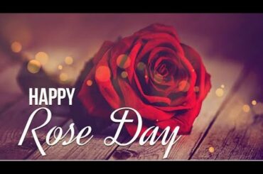 7 February 2022 |Rose Day |Happy Rose Day |Rose day video status