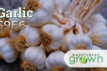 Garlic | Washington Grown | S9E6