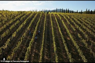 Italian MPs refuse to recognise 'biodynamic' wines produced by Sting